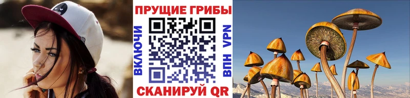 где можно купить наркотик  omg tor  Галлюциногенные грибы Psilocybine cubensis  Багратионовск 